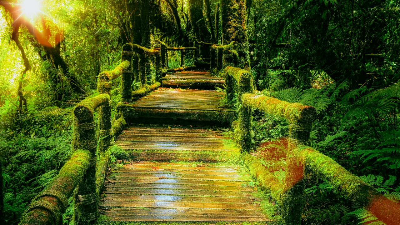 Wooden bridge 4K Wallpaper, Rainforest, Green, Wild, Sunlight, 5K ...