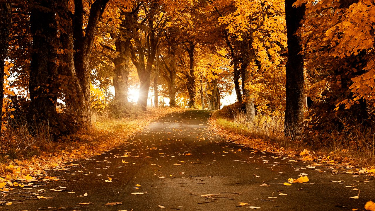 fall scenery