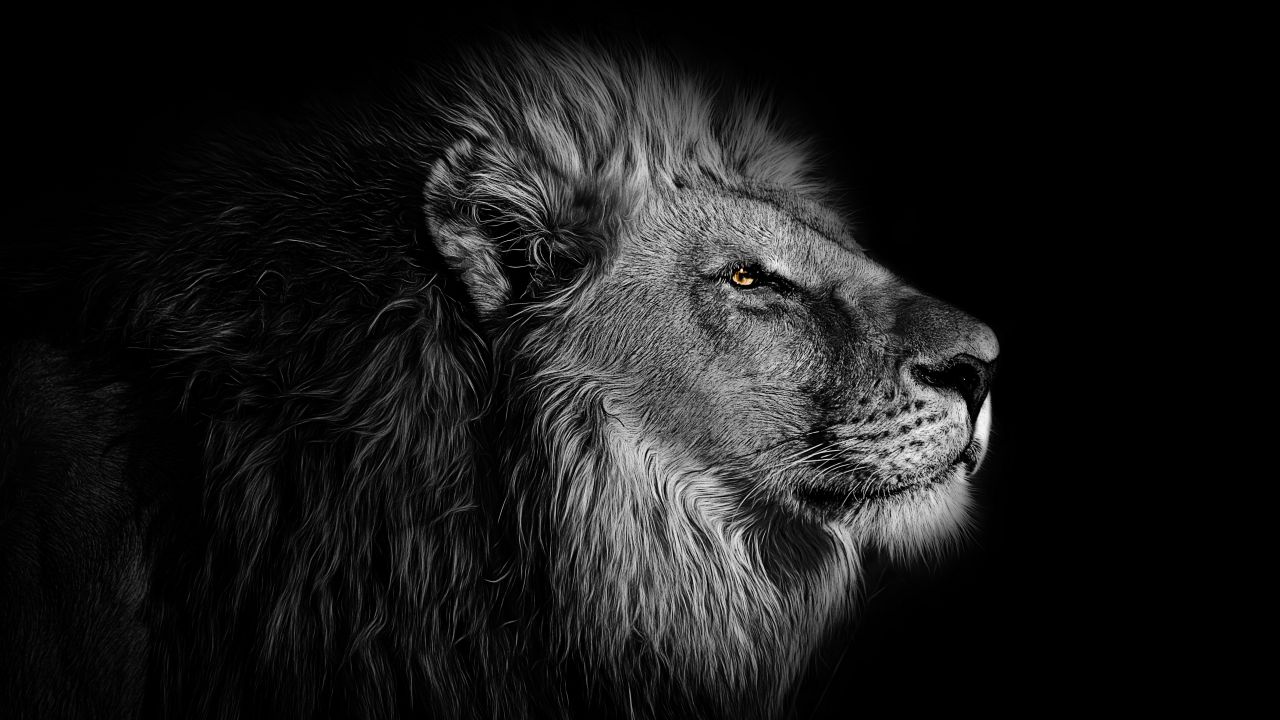 Lion 4K Wallpaper, African, Black background, 5K, Animals, #1528