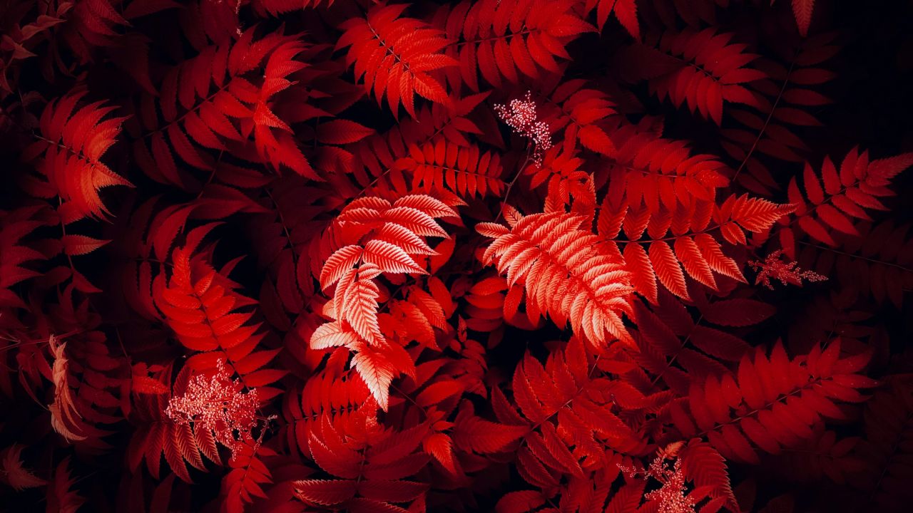 red leaves foliage