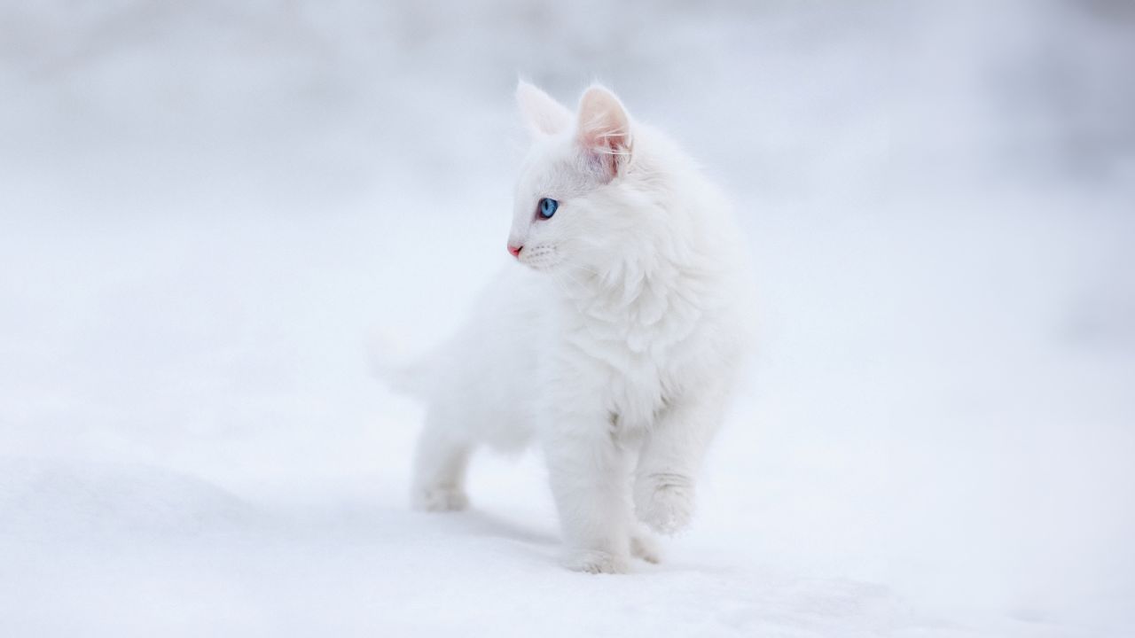 Kitten Wallpaper 4K, White aesthetic, Blue eyes, Snow