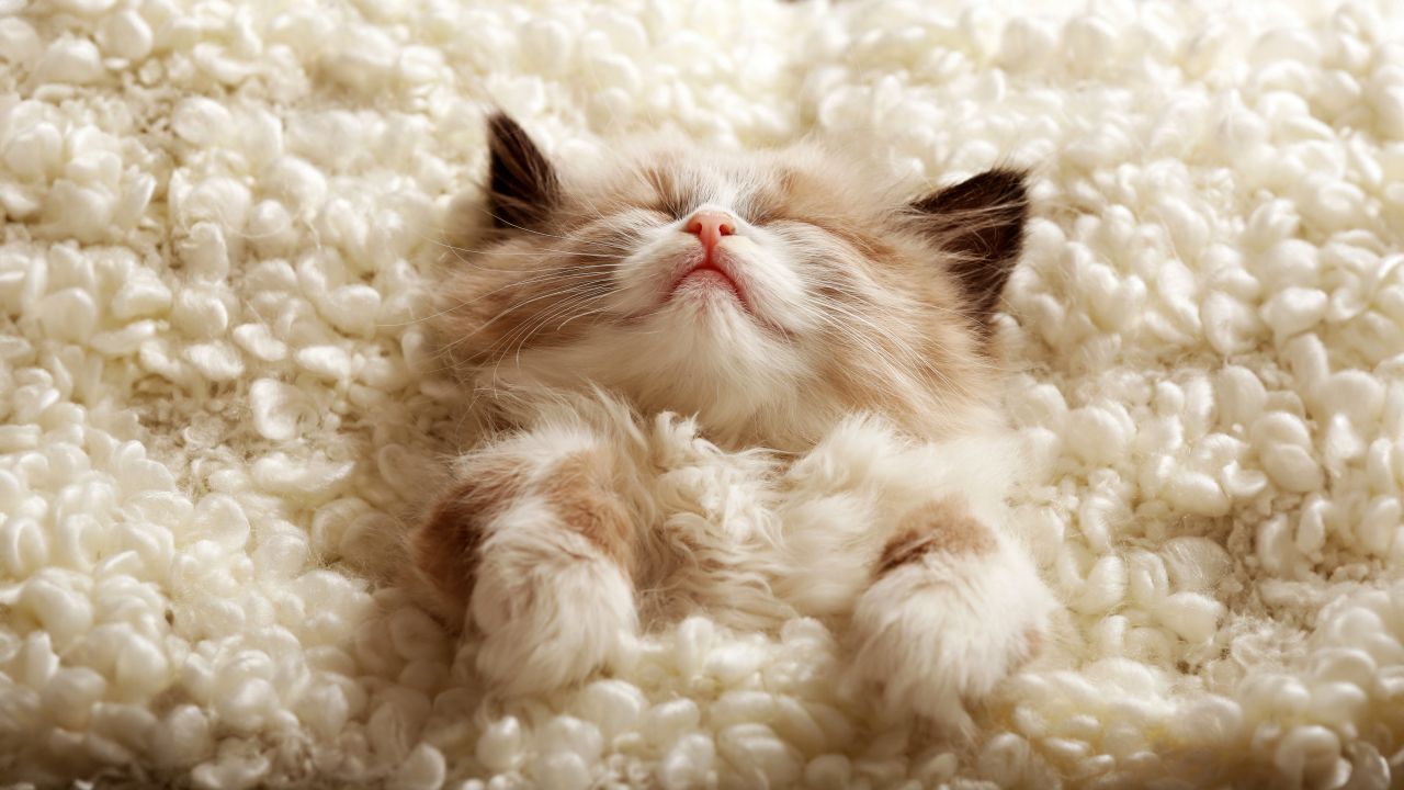 fluffy cute kitten