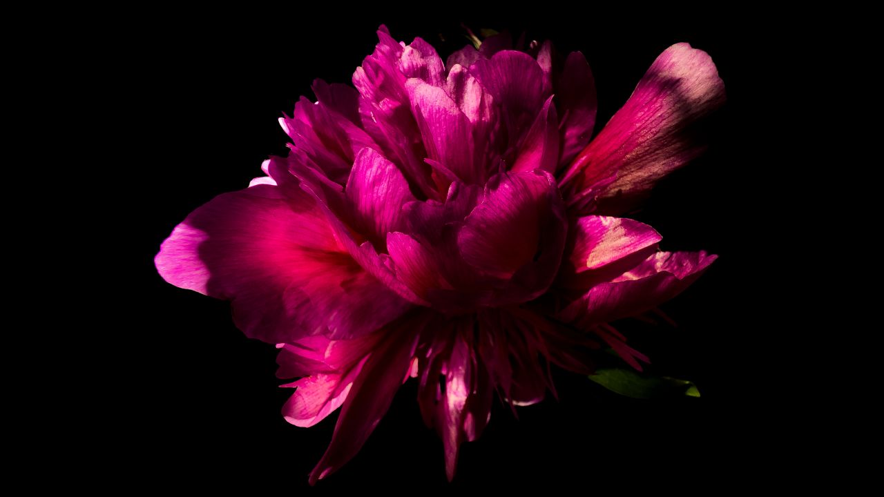 pink flower peony