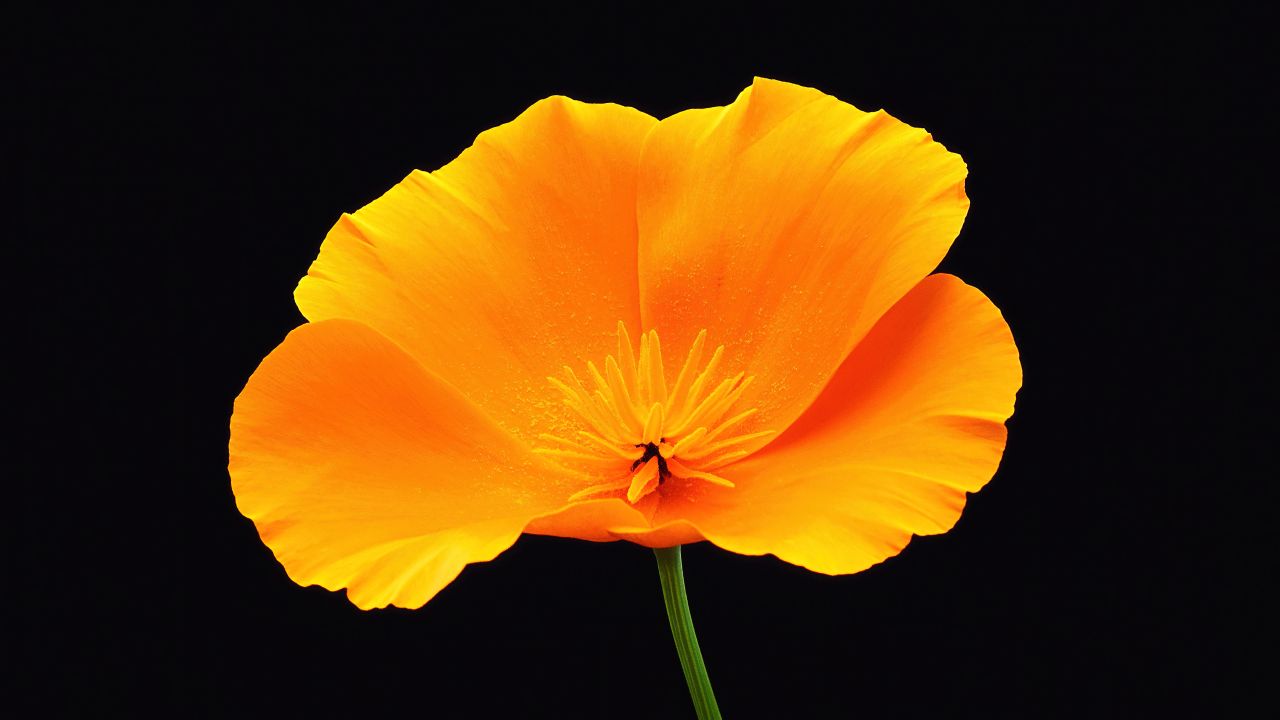 poppy flower black