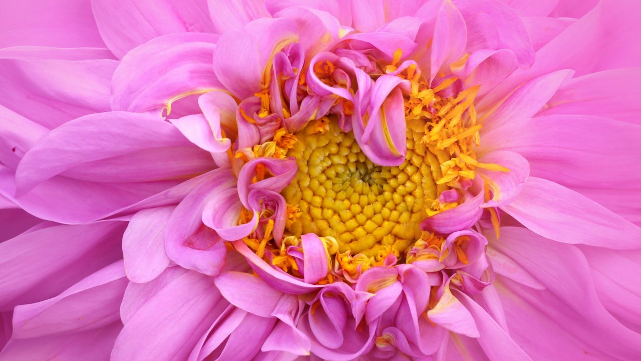 pink dahlia macro