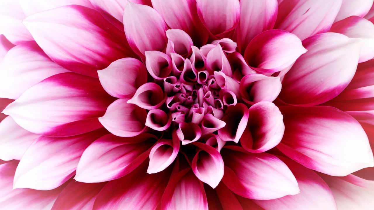pink dahlia closeup