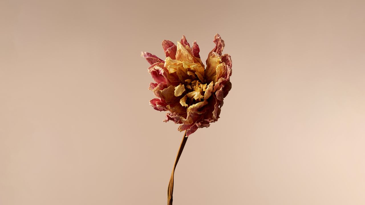 dahlia flower