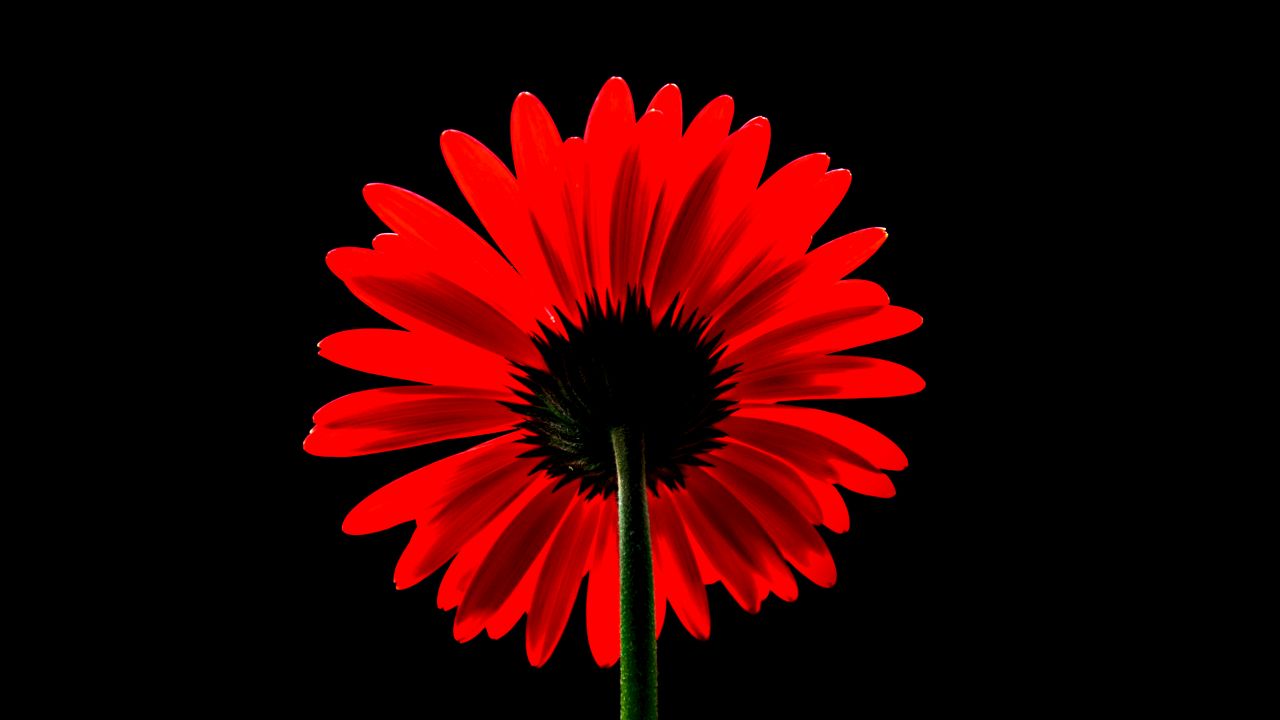 Red Gerbera Daisy Wallpaper 4K, Red flower, Black background