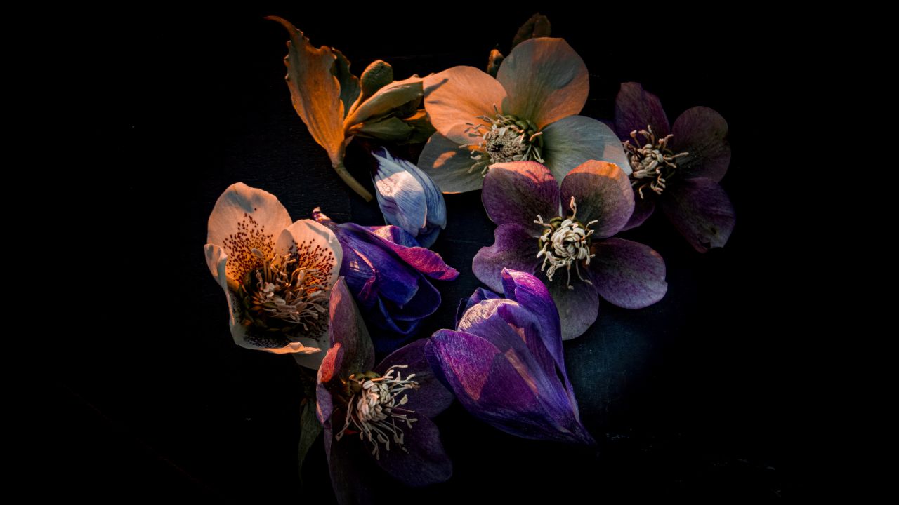 hellebore flowers