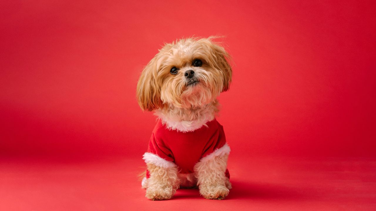 shih tzu cute dog