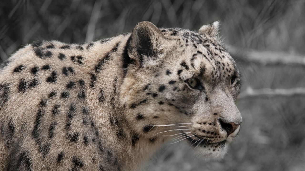Snow leopard 4K Wallpaper, White, Wildlife, Mammal, Zoo, Big cat