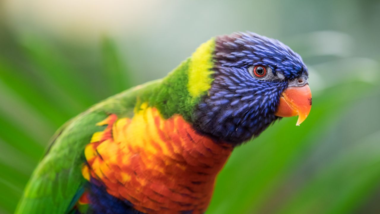 Rainbow Lorikeet Wallpaper 4K, Colorful, Closeup, Bokeh, Bird