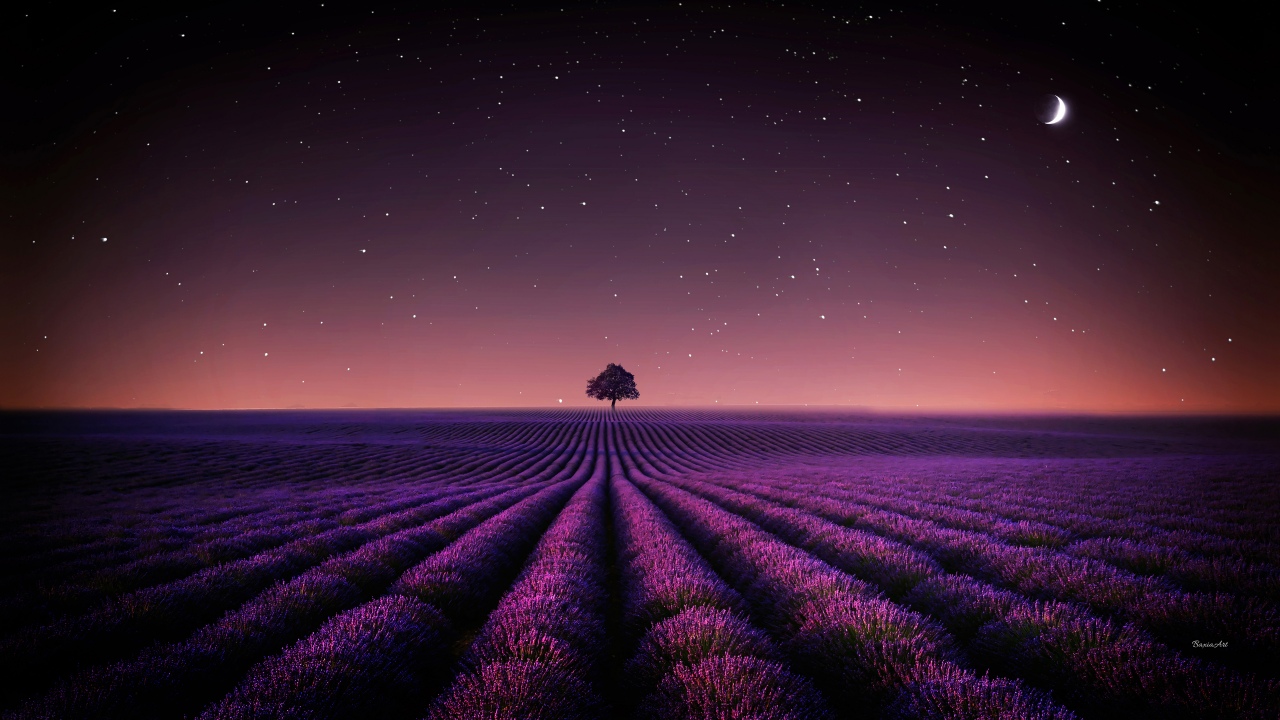 lavender fields