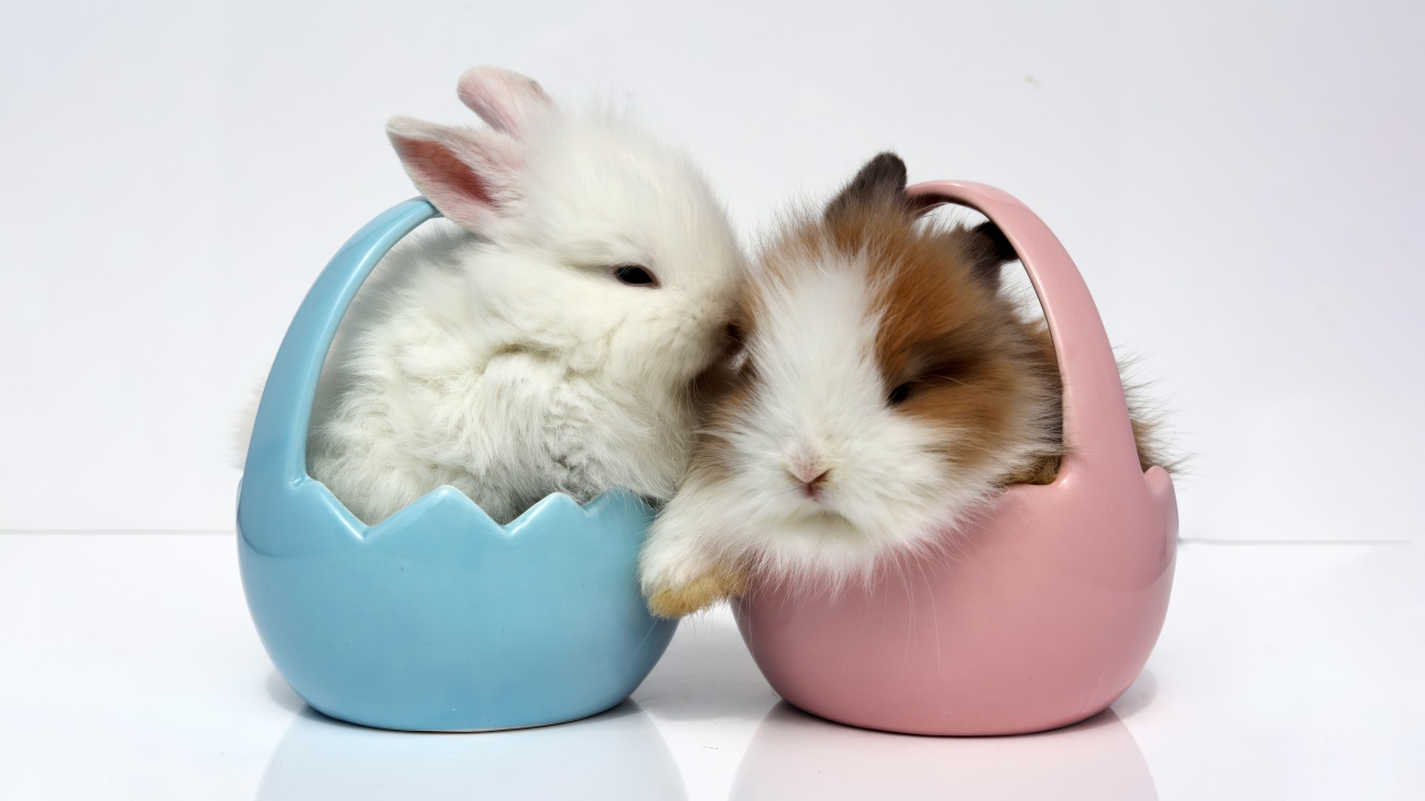 easter bunny fluffy