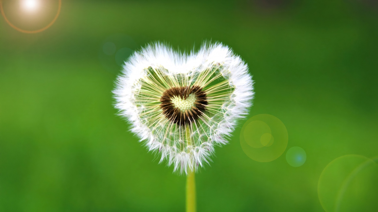 heart shape