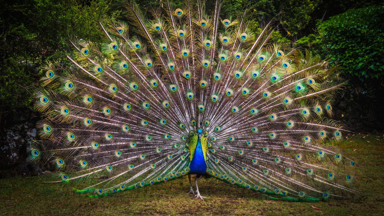 Peacock Wallpaper 4K, Green Grass, Beautiful, Green Feathers, Bird