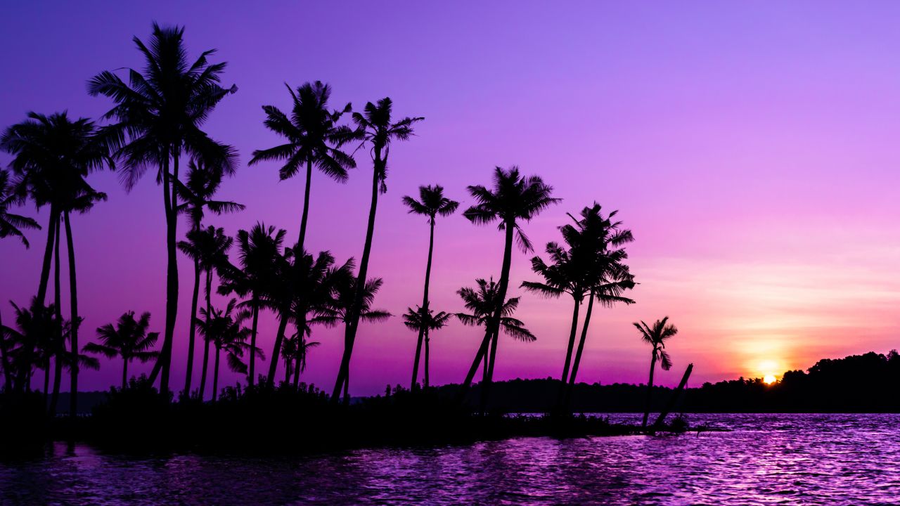Purple Sunrise Wallpaper 4K, Clear sky, Palm trees, Nature, #2151