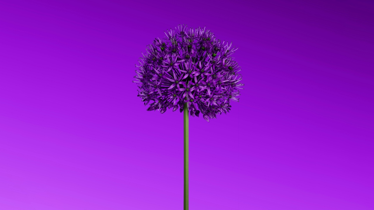 allium flower