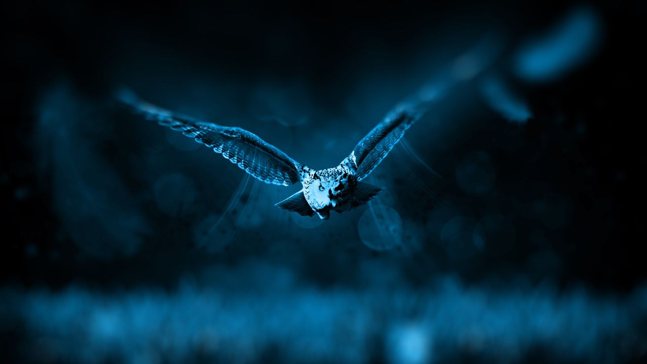 owl dark background moonlight blue forest bokeh flying 5k
