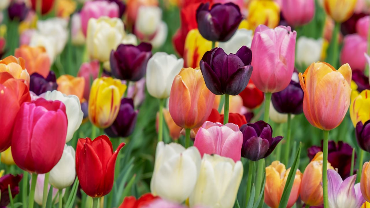 Colorful tulips in Bloom 5K Wallpaper