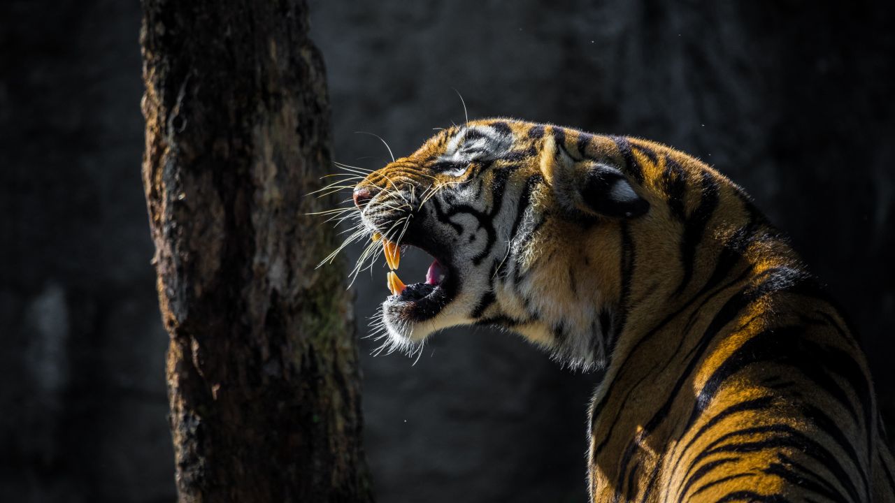 Roaring Wallpaper 4K, Tiger, Big cat, Wildlife, Tree