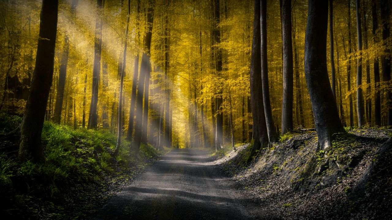 sun rays dirt road autumn forest foliage pathway woods
