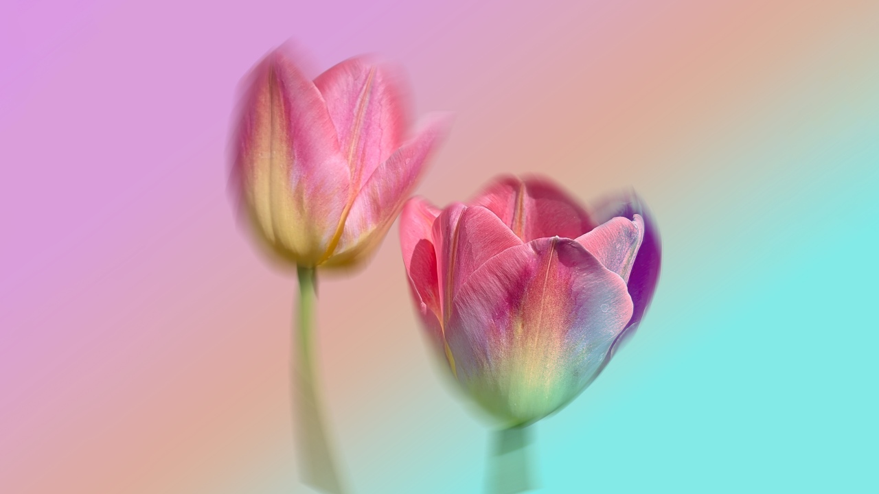 pink tulips