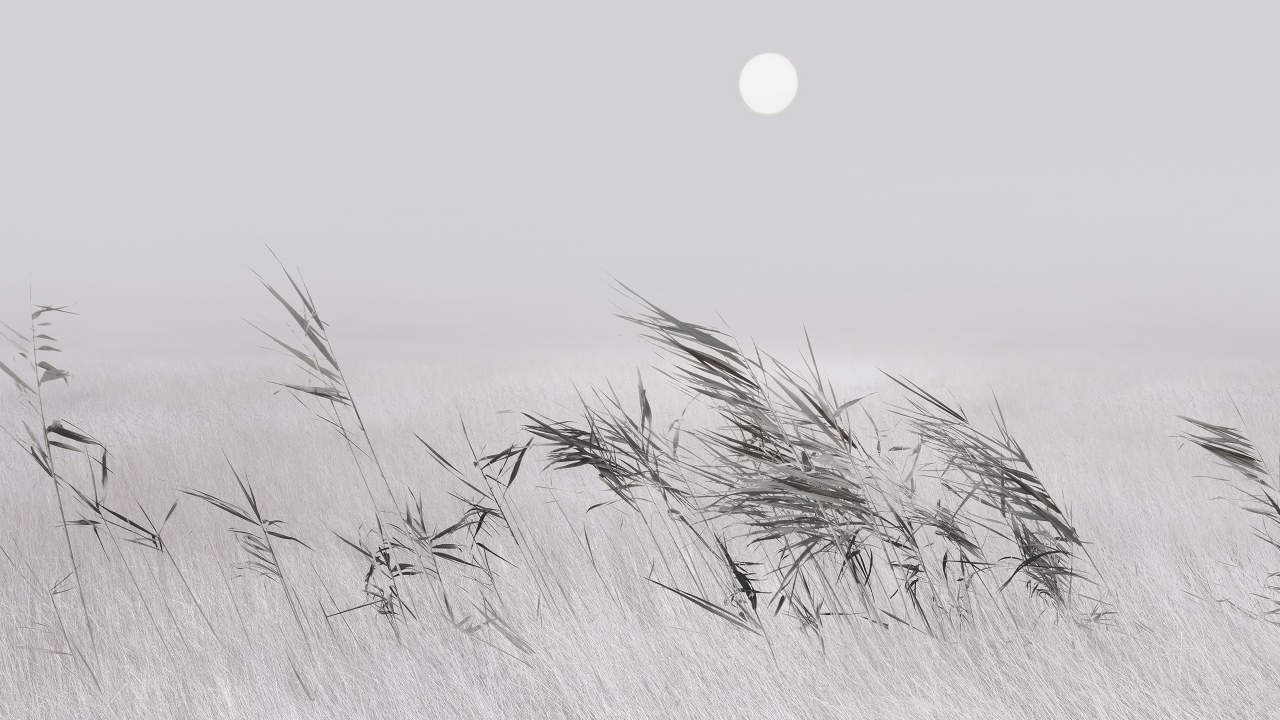 grey grass