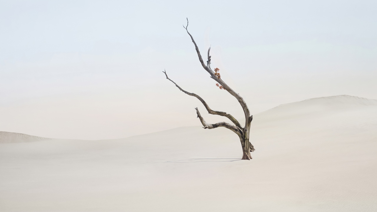 lone tree