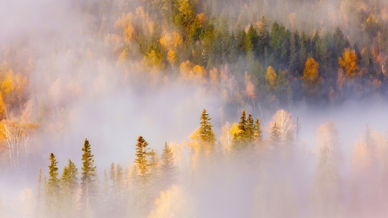 thick forest misty