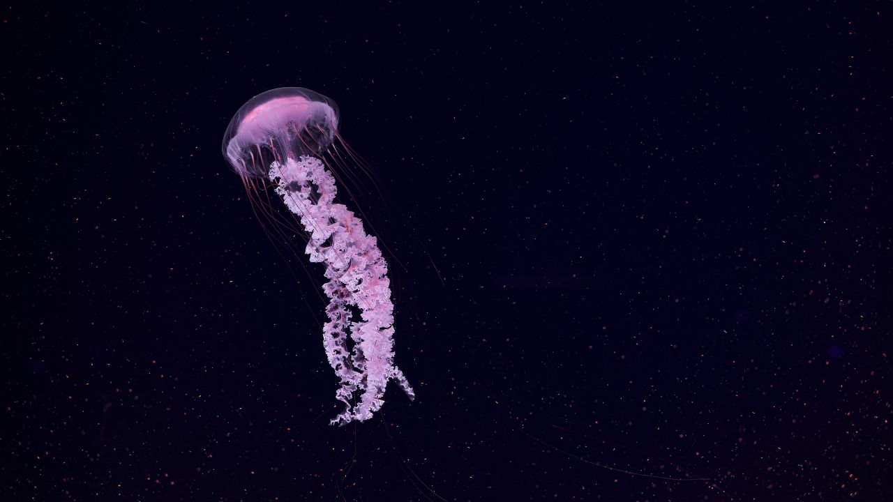 Jellyfish Wallpaper 4K, Dark background, Sea Life Aquarium, Underwater