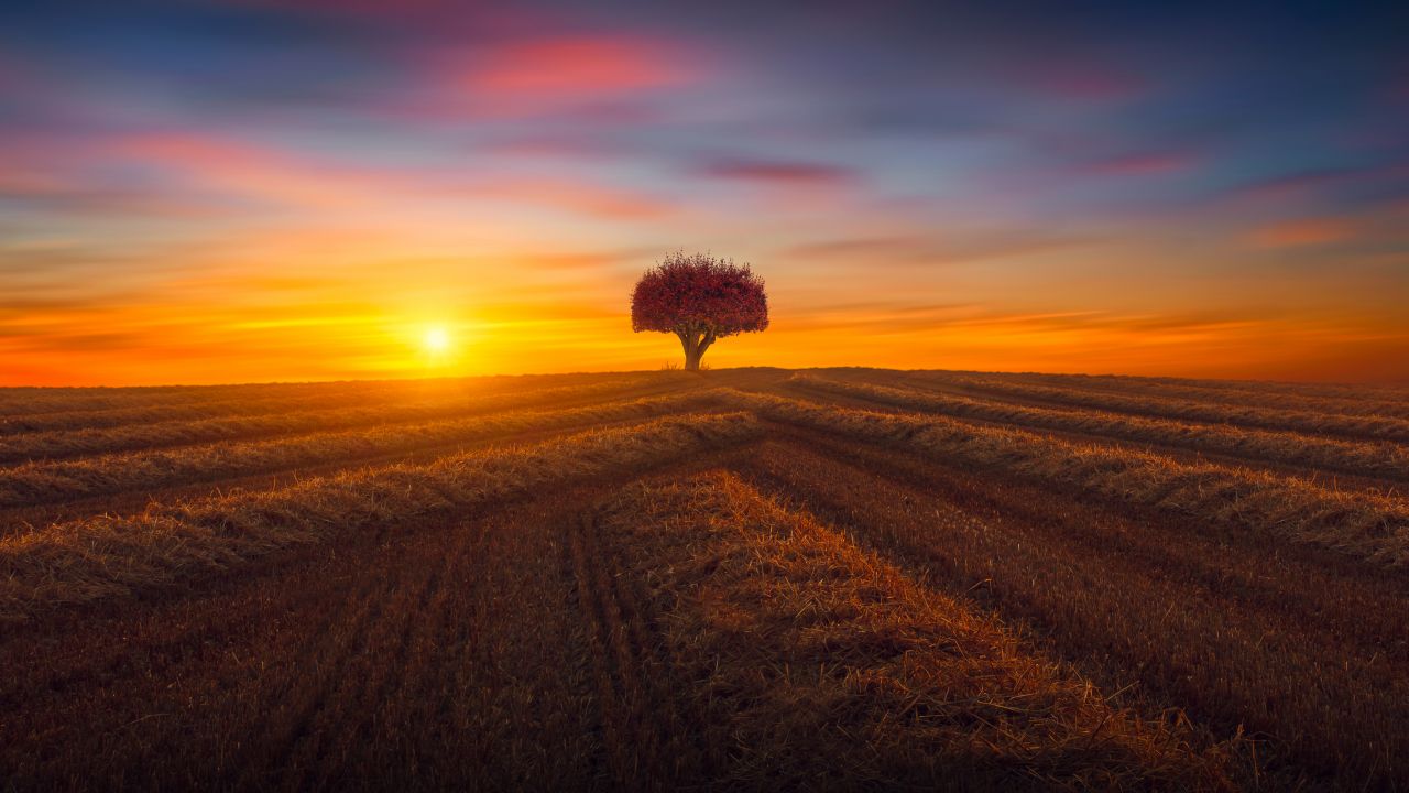 Lone tree Wallpaper 4K, Agriculture, Fields, Sunset, Evening, Landscape