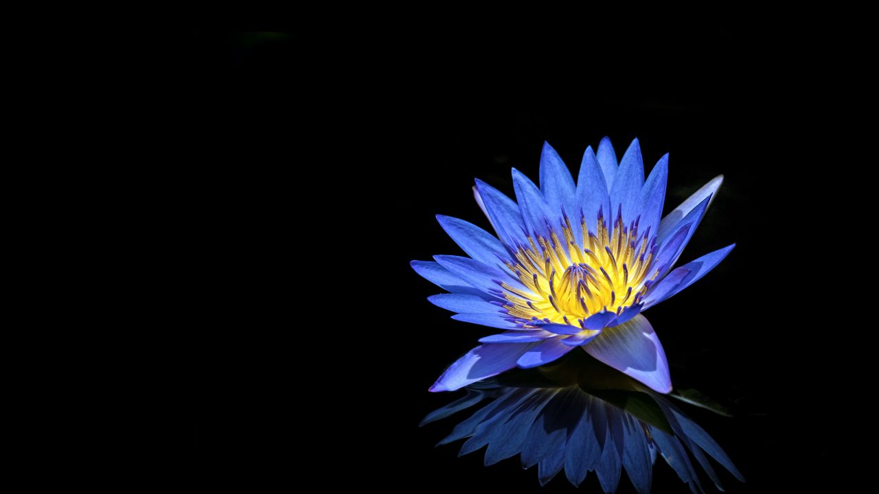 Water Lilly 4K Wallpaper, Blue Flower, Black Background, Reflection, 5K