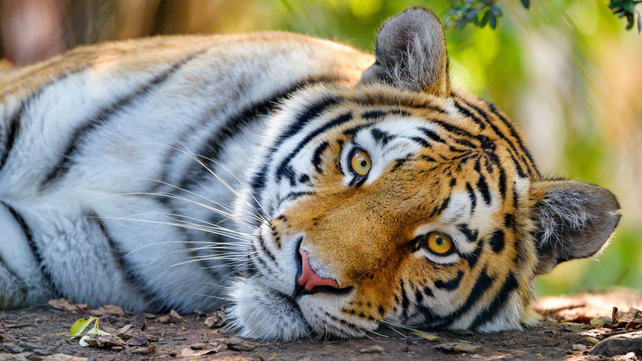 bengal tiger wild close up big cat 5k