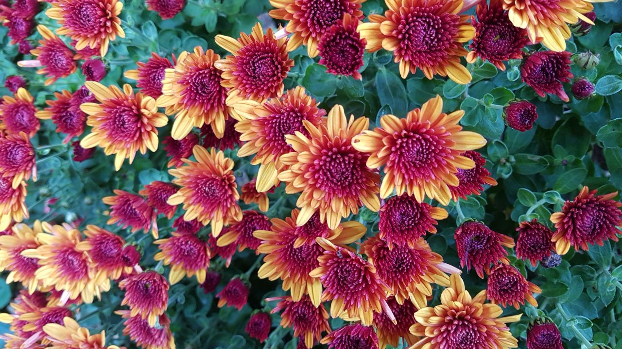 chrysanthemum flowers yellow purple blossom autumn flowers
