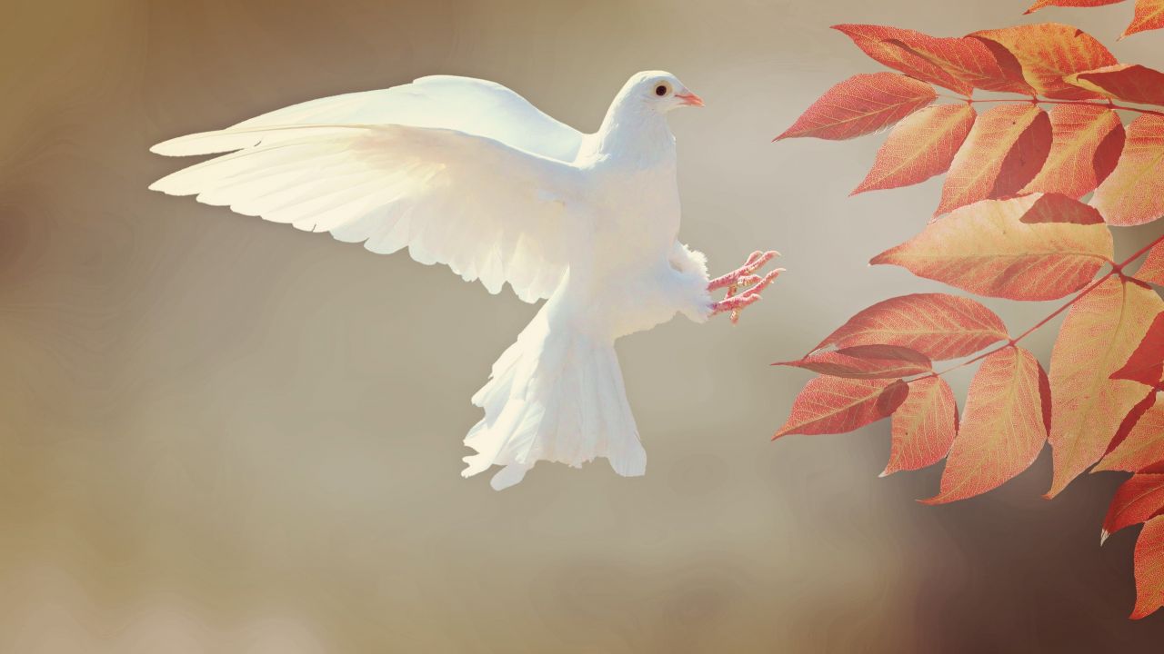 White Dove Wallpaper 4K, Orange leaves, Flying bird, Feathers, Wings