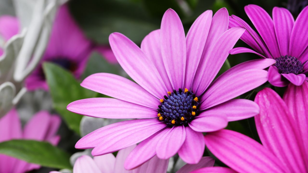 Daisy flowers Wallpaper 4K, Purple Flowers, Pink flowers