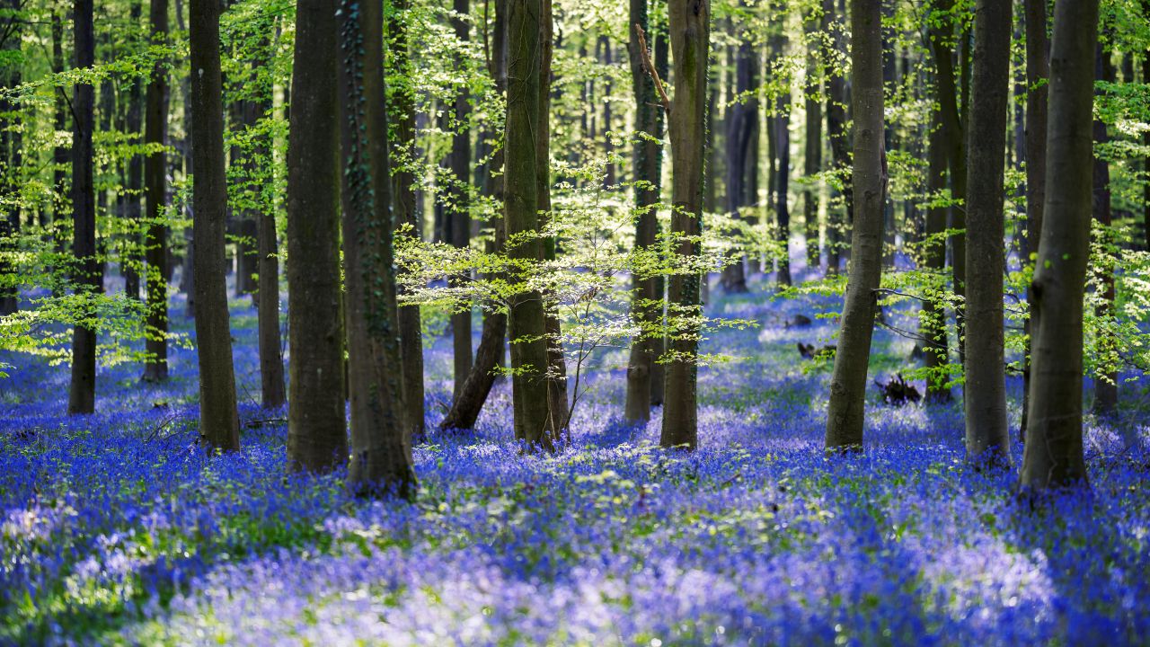 forest trees woods green leaves purple flowers 5k