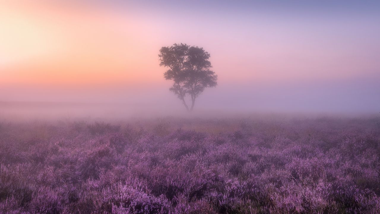 Lavender Fields Wallpaper 4K, Purple, Foggy, Landscape, Tree, Sunrise