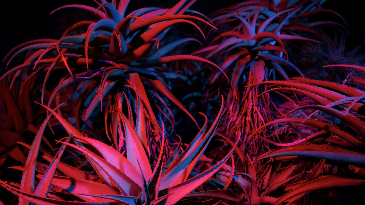 aloe vera succulent macos big sur night plant stock 5k