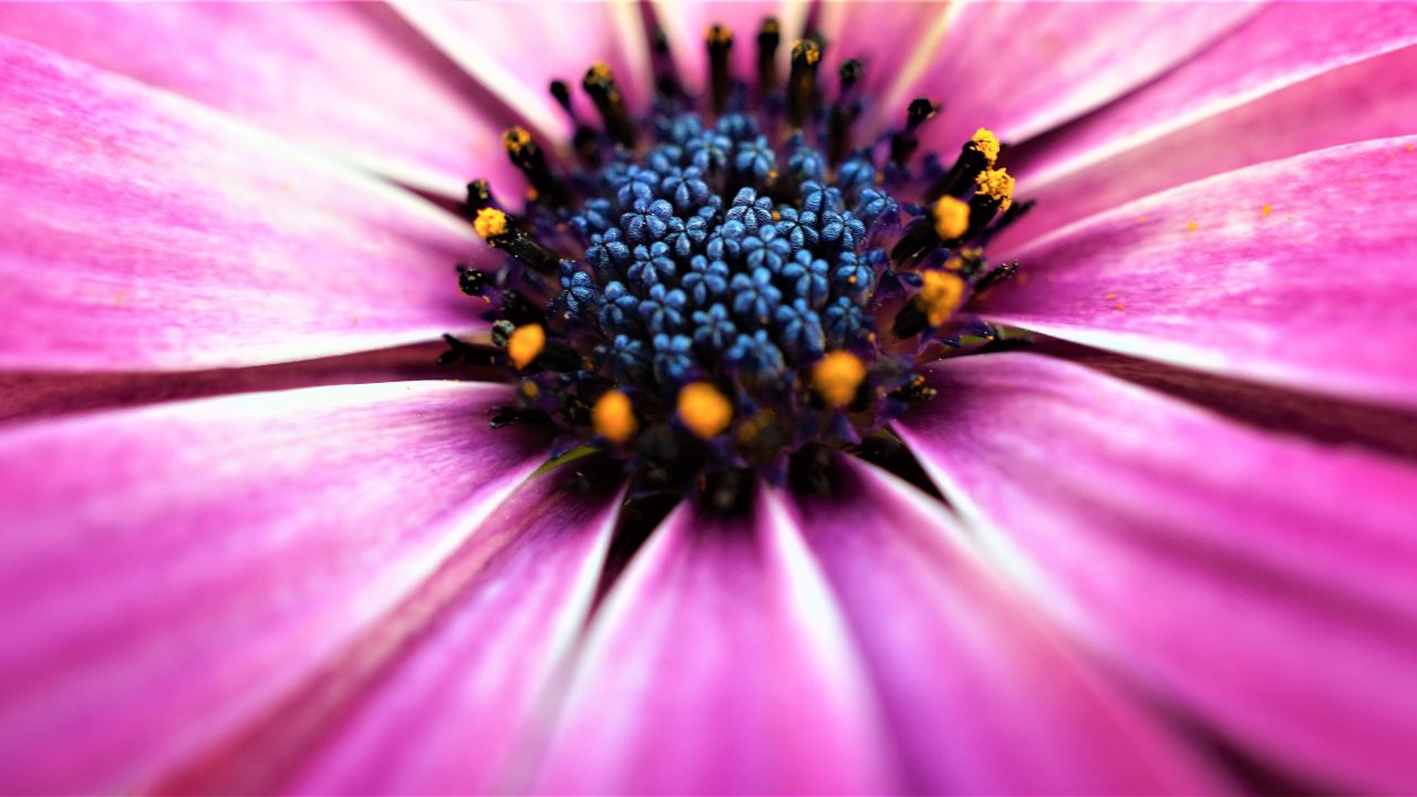 Pink Daisy Wallpaper 4K, Closeup, Macro, Pink flowers