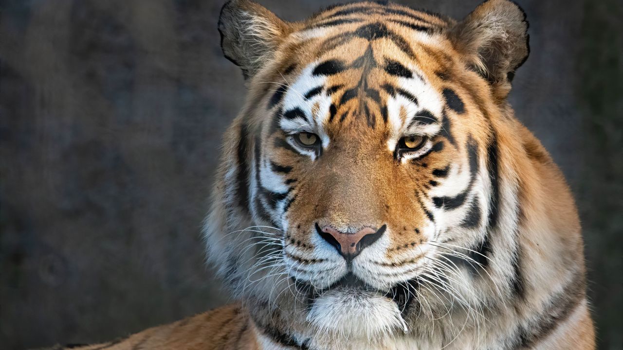 Bengal Tiger Wallpaper 4K, Portrait, Closeup Photography