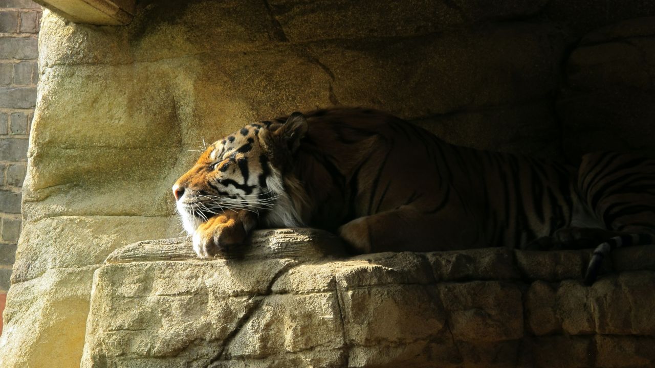 sleeping tiger rock big cat carnivore predator sun light zoo