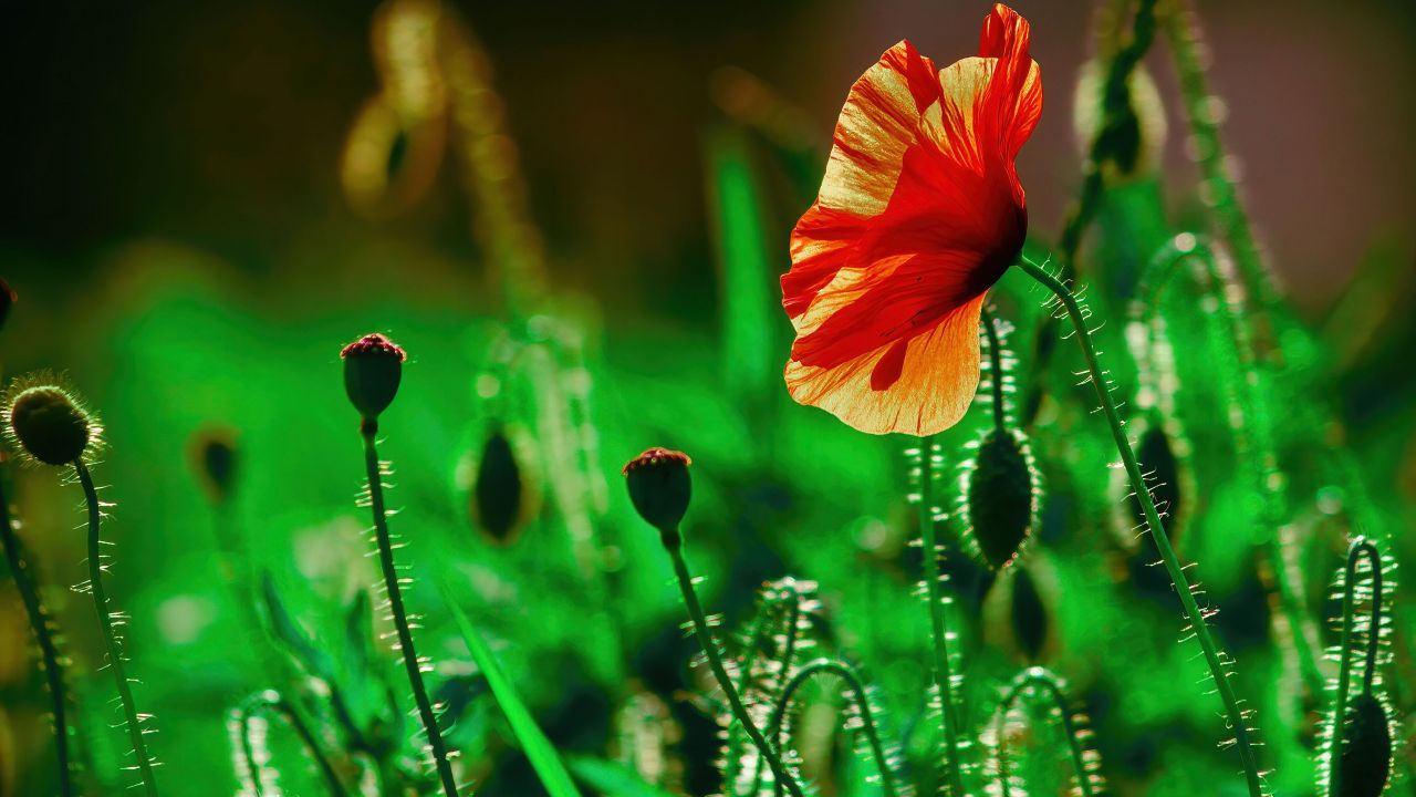 Poppy flower Wallpaper 4K, Landscape, Green, Bloom