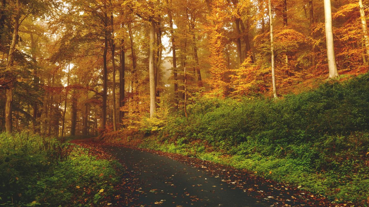 autumn path road foliage trees forest fall 5k