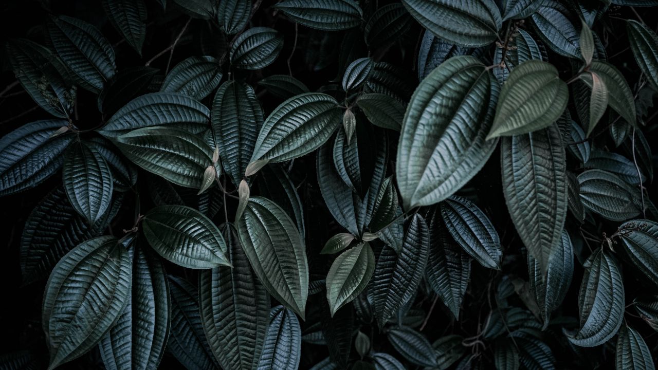 leaf background green leaves botanical low light