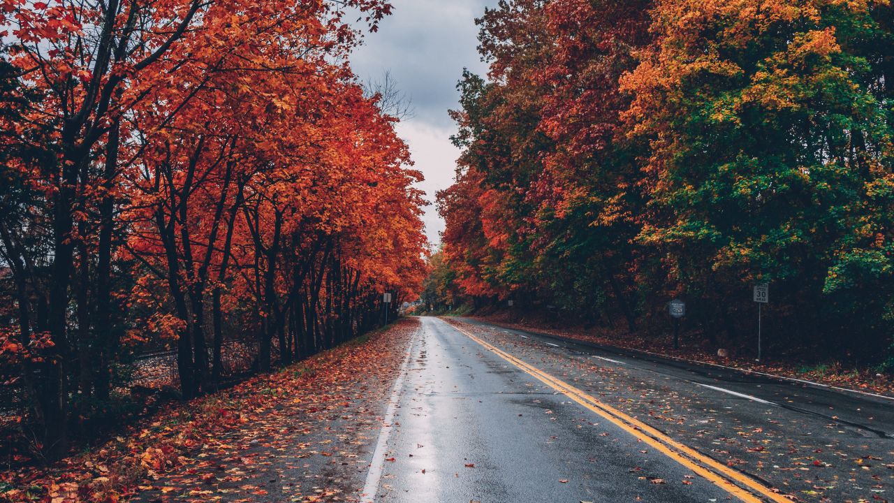 autumn trees foliage seasons fall empty road landscape
