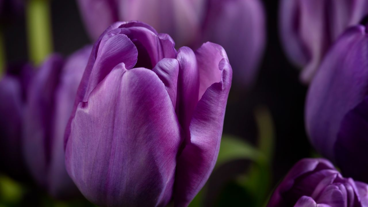 Purple tulips Wallpaper 4K, Closeup, Macro, Bokeh, Blossom