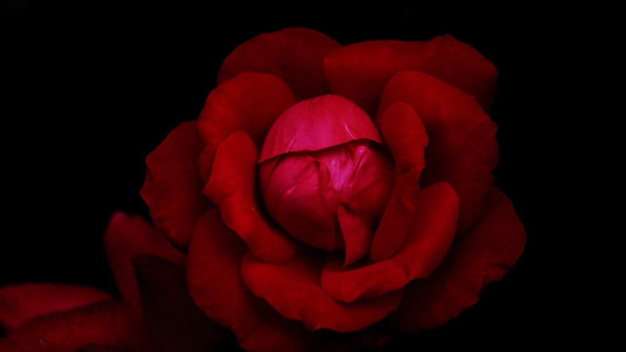 hybrid tea rose red rose black background rose flower