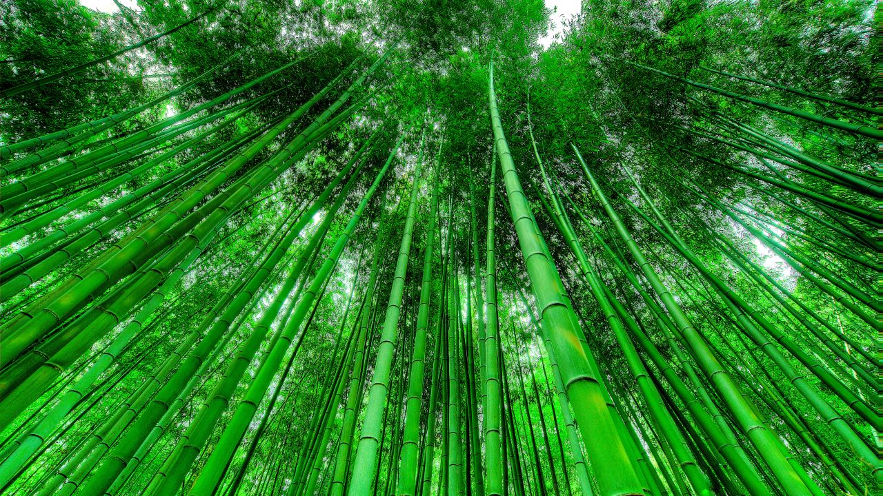 bamboo grove green background green leaves pattern tall